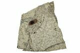 Fossil Winged Seed (Ailanthus) - Wyoming #260417-1